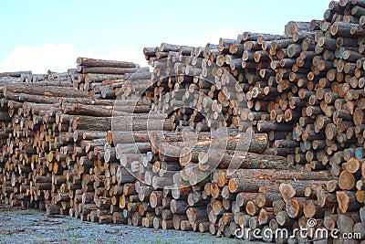 Lumber yard business timber stacked forest industry environment lumbering wood Stock Photo