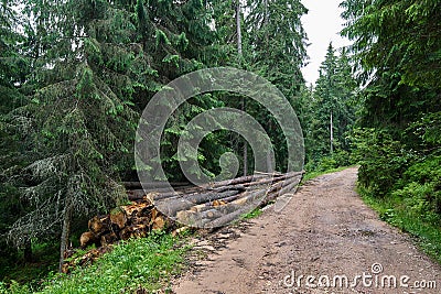 Abusive wood cutting Stock Photo