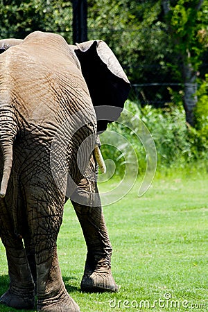 Lumbering Away Elephant Stock Photo