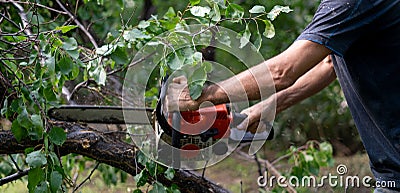 Lumberjack with a chainsaw cutting wood trees in action s Stock Photo