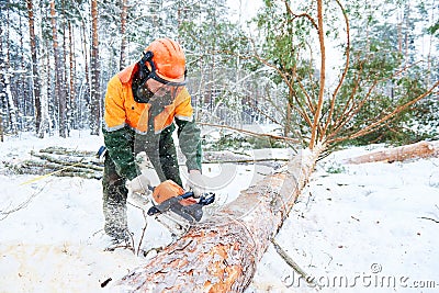 Lumberjack cutting tree in snow winter forest Stock Photo