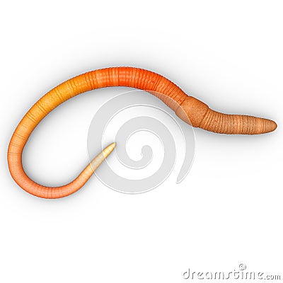 Lumbricus Stock Photo