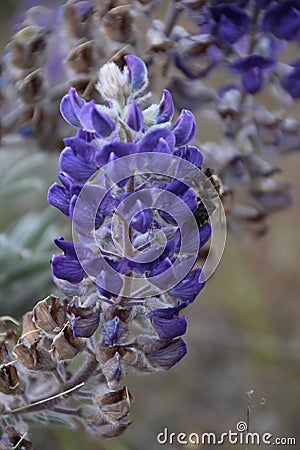 Luminous Lupine with Benevolent Bee Visitor; Horse Heaven Hills, Washington State Stock Photo