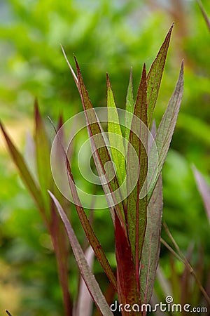 Luminous, slender green and Burgundy leaves in extreme close up, appear to have internal light source Stock Photo