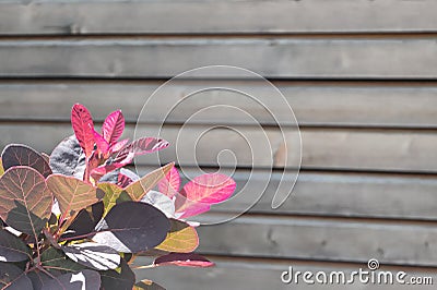 Luminous wig shrub leaves shiny pink in the sun against blurry grey wooden wall Stock Photo