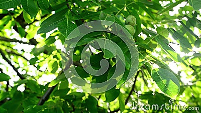 Lumière du soleil de matin par la cime d'arbre et les branches de noix Feuilles de vert dans le verger banque de vidéos Lumière du soleil de matin par la cime d'arbre et les branches de noix Feuilles de vert dans le verger banque de vidéos