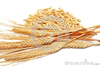 Ripe golden color wheat spike and grains isolated Stock Photo