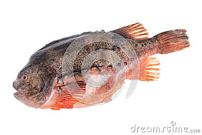 Lumpfish Stock Photo