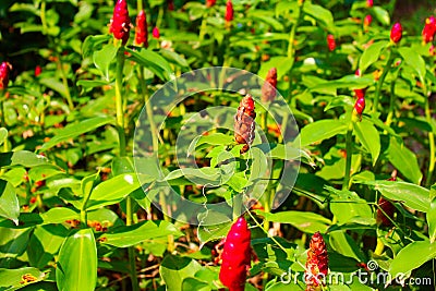 Red Exotic Flower Costus Speciosus at Lumpini Park, Thailand. Stock Photo
