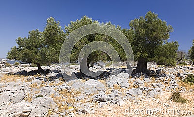 Lun olive trees Stock Photo