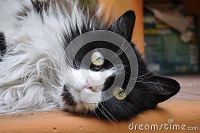 Luna the cat sleeping on the table Stock Photo