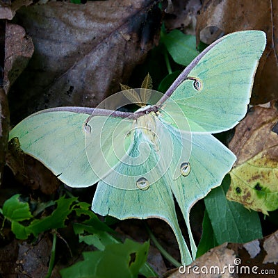 Luna moth Stock Photo