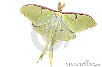 Luna Moth (Actias luna) Stock Photo