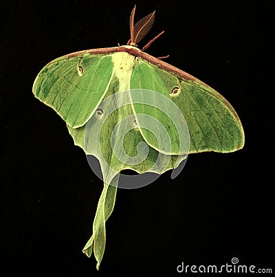 Luna Moth (Actias Luna) Stock Photo