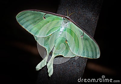 Luna Moth (Actias luna) Stock Photo