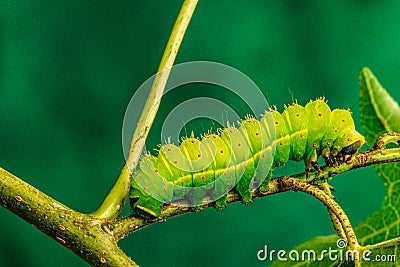 Luna Moth caterpillar (Actias luna) feeding on Sweet Gum Tree Stock Photo