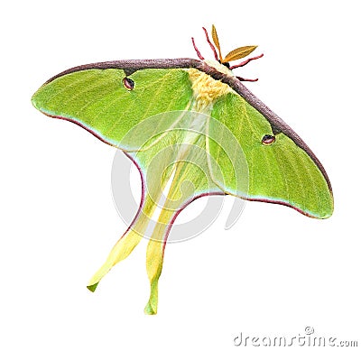 Luna Moth with Clipping Path Stock Photo