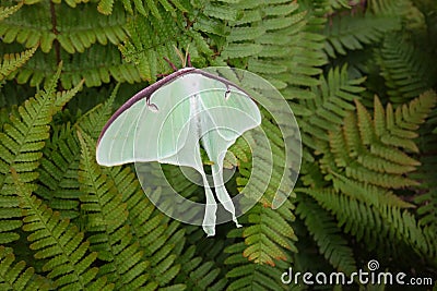 Luna moth on ferns wings opened Stock Photo