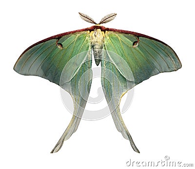 Luna Moth is a rare and beautiful sight Stock Photo