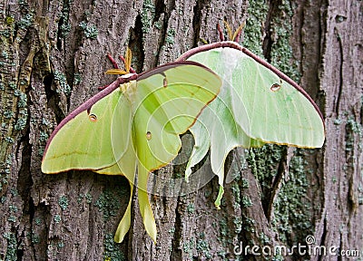 Luna Moths Stock Photo