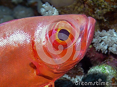 A Lunar Bigeye Priacanthus hamrur in the Red Sea Stock Photo