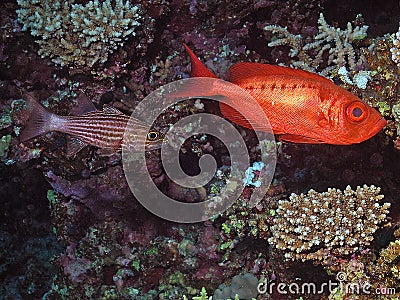 A Lunar Bigeye Priacanthus hamrur in the Red Sea Stock Photo