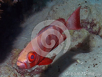 A Lunar Bigeye Priacanthus hamrur in the Red Sea Stock Photo