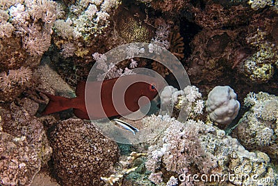 A Lunar Bigeye Priacanthus hamrur in the Red Sea Stock Photo