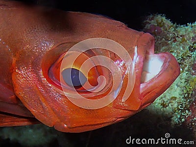 A Lunar Bigeye Priacanthus hamrur in the Red Sea Stock Photo