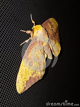 Lunar Moth Stock Photo