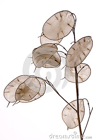 Lunaria annua Stock Photo