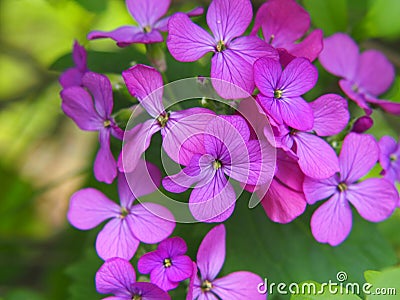 Lunaria annua - annual honesty Stock Photo