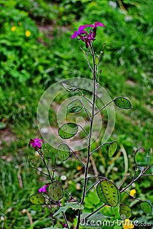 Lunaria annua flowers. Penny flower, honesty. Dollar plant Stock Photo