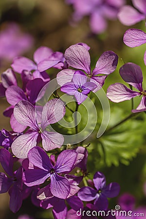 Lunaria annua pink flowers Stock Photo