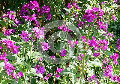 Lunaria or Honesty flowers in the garden. Stock Photo