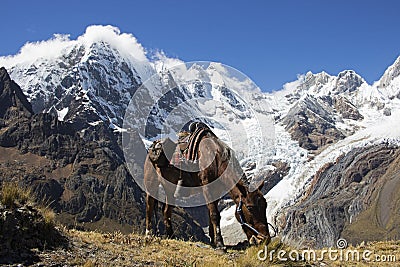 Lunch Break in the Andes Mountains Stock Photo