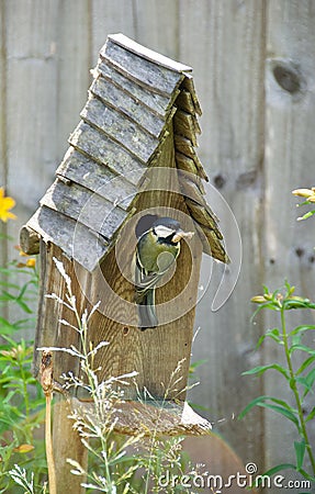 Lunchtime for the Great Tit chicks Stock Photo