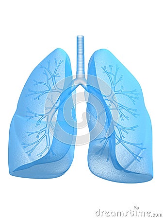 Lung and bronchi Cartoon Illustration