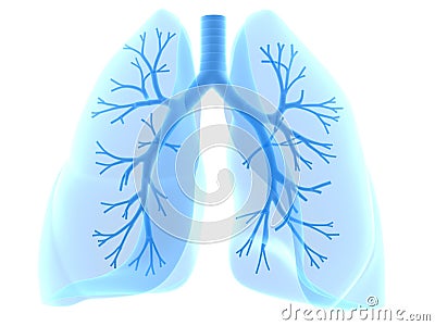 Lung and bronchi Cartoon Illustration