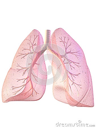 Lung and bronchi Cartoon Illustration