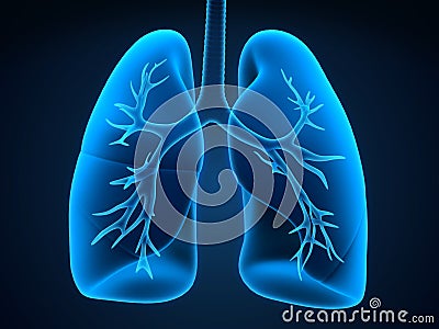 Lung and Bronchi Stock Photo