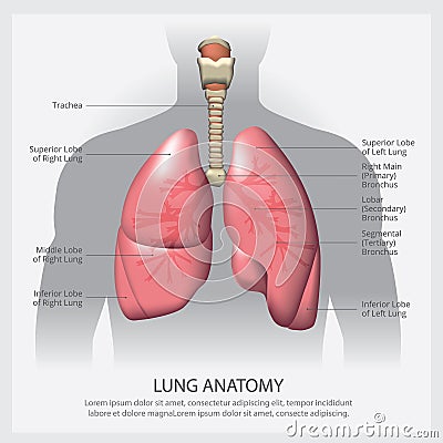 Lung with Detail Vector Illustration