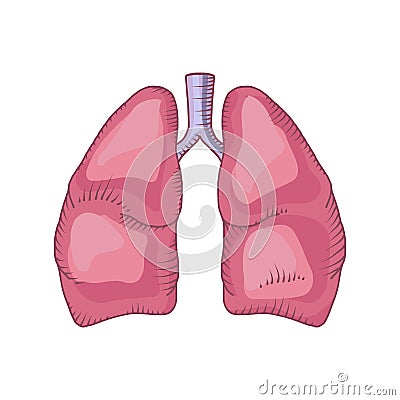 Lung vector detailed illustration Vector Illustration