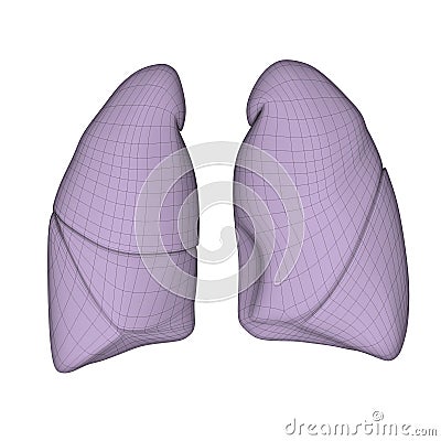 Lungs Stock Photo