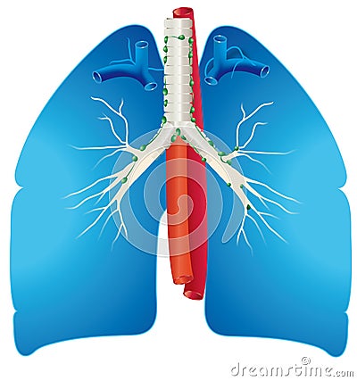 Lungs Stock Photo