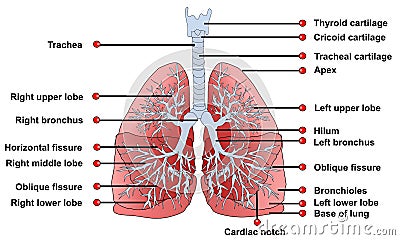 Lungs anatomy Cartoon Illustration