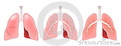 Lungs anatomy. Cross section of lungs with trachea and larynx, to bronchi Vector Illustration