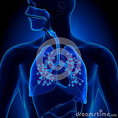 Lungs Anatomy - with detailed Alveoli Stock Photo