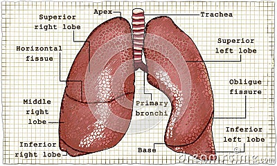 Lungs Anatomy Illustration on Paper Stock Photo