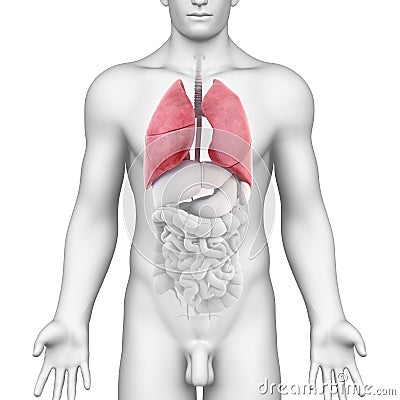 Lungs Anatomy of the Male Respiratory system Cartoon Illustration